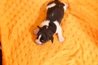 JACK, a male Miniature Dachshund for sale in Lake Mills, IA – 2 of 2