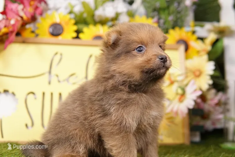 DOMINGO – Pomeranian puppy for sale in Lake Mills, IA