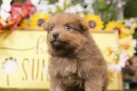 DOMINGO, a male Pomeranian for sale in Lake Mills, IA – Photo 2 of 3