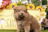 DOMINGO, a male Pomeranian for sale in Lake Mills, IA – Photo 3 of 3