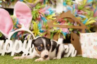 BURNS, a male Rat Terrier for sale in Lake Mills, IA – Photo 2 of 3