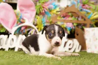 BURNS, a male Rat Terrier for sale in Lake Mills, IA – Photo 3 of 3