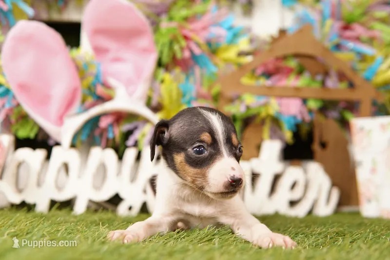 BURNS – Rat Terrier puppy for sale in Lake Mills, IA