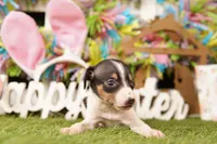 BURNS, a male Rat Terrier for sale in Lake Mills, IA – Photo 1 of 3