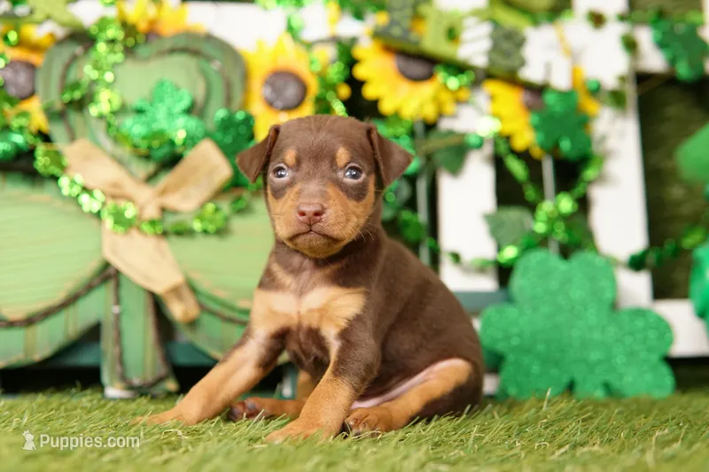 AUSTIN MARTIN – Miniature Pinscher puppy for sale in Lake Mills, IA