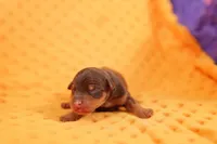 AUSTIN MARTIN, a male Miniature Pinscher for sale in Lake Mills, IA – Photo 1 of 2