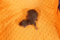 AUSTIN MARTIN, a male Miniature Pinscher for sale in Lake Mills, IA – Photo 2 of 2