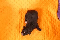 DRONE, a male Aussiedoodle for sale in Lake Mills, IA – 2 of 2