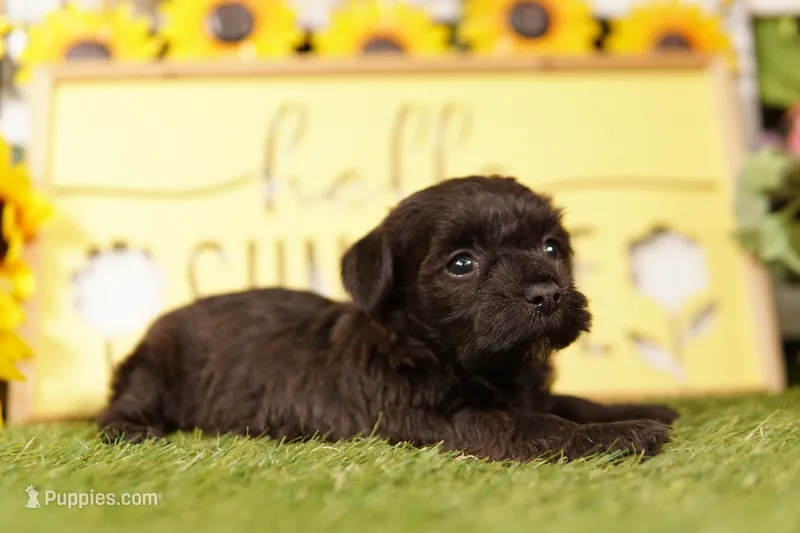 SHATTER – Scottish Terrier, Havapoo puppy for sale in Lake Mills, IA