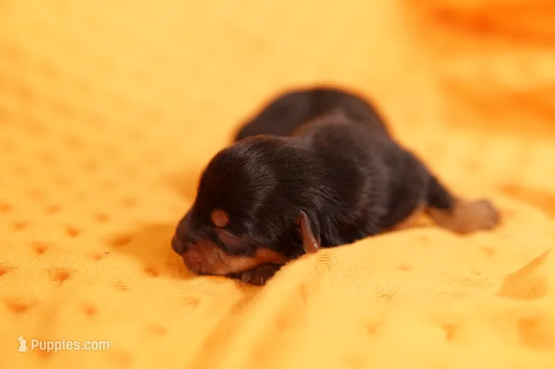 PENCIL – Yorkshire Terrier puppy for sale in Lake Mills, IA