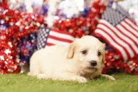 PEACH, a female Aussiedoodle for sale in Lake Mills, IA – 2 of 3