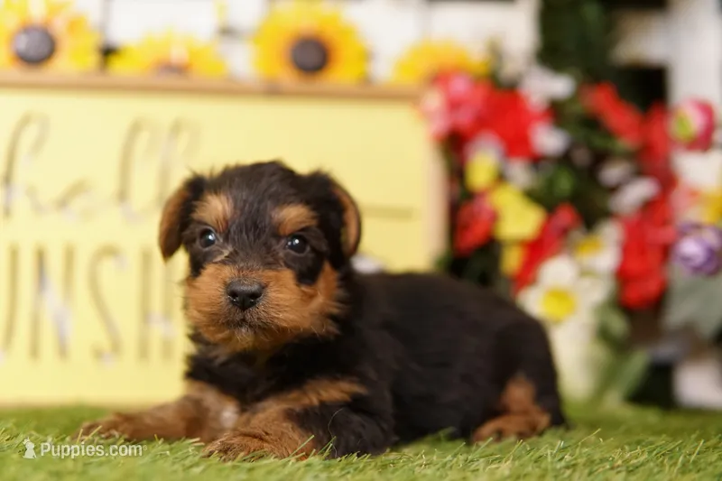 MOLECULE – Yorkshire Terrier puppy for sale in Lake Mills, IA