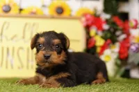 MOLECULE, a male Yorkshire Terrier for sale in Lake Mills, IA – 1 of 3