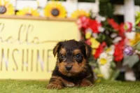 MOLECULE, a male Yorkshire Terrier for sale in Lake Mills, IA – 2 of 3