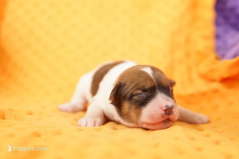 FITZGERALD – Jack Russell Terrier puppy for sale in Lake Mills, IA