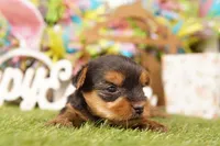 MARCH, a male Yorkshire Terrier for sale in Lake Mills, IA – Photo 2 of 3