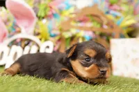 MARCH, a male Yorkshire Terrier for sale in Lake Mills, IA – Photo 3 of 3