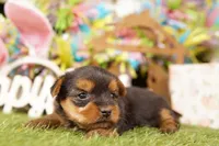 MARCH, a male Yorkshire Terrier for sale in Lake Mills, IA – Photo 1 of 3