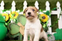 RAPHAEL, a male Jack Russell Terrier for sale in Lake Mills, IA – Photo 1 of 3