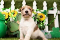 RAPHAEL, a male Jack Russell Terrier for sale in Lake Mills, IA – Photo 2 of 3