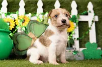 RAPHAEL, a male Jack Russell Terrier for sale in Lake Mills, IA – Photo 3 of 3