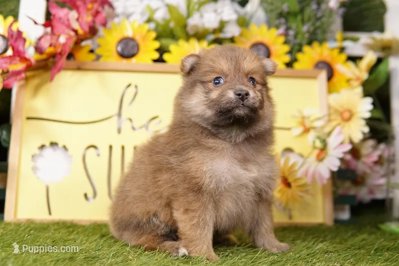 SUTHERLAND – Pomeranian puppy for sale in Lake Mills, IA