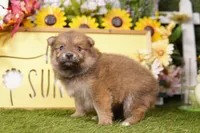 SUTHERLAND, a male Pomeranian for sale in Lake Mills, IA – Photo 3 of 3