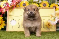 SUTHERLAND, a male Pomeranian for sale in Lake Mills, IA – Photo 2 of 3