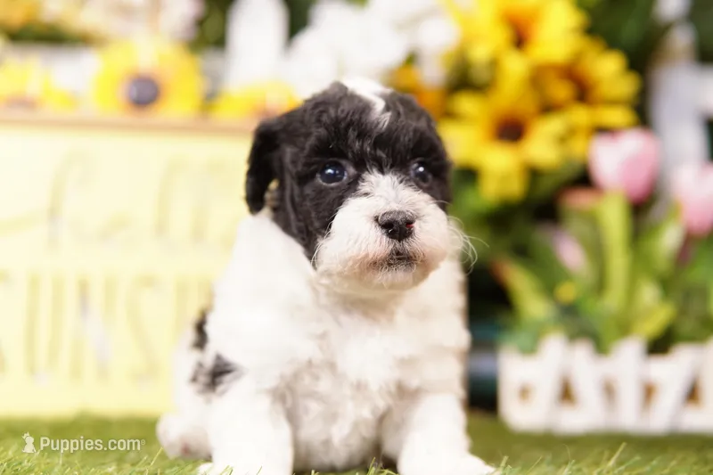 LEAF – Schnoodle puppy for sale in Lake Mills, IA