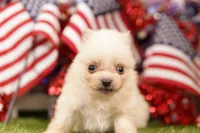 GLASS, a male Pomeranian for sale in Lake Mills, IA – 5 of 5