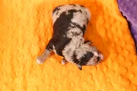 AIRPLANE, a female Aussiedoodle for sale in Lake Mills, IA – 2 of 2