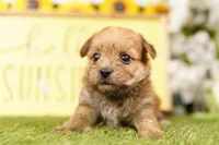 TOLL, a female Morkie for sale in Lake Mills, IA – 3 of 3