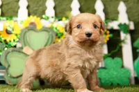 WEEK, a male Aussiedoodle for sale in Lake Mills, IA – Photo 1 of 3