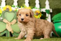WEEK, a male Aussiedoodle for sale in Lake Mills, IA – Photo 3 of 3