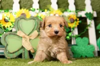 WEEK, a male Aussiedoodle for sale in Lake Mills, IA – Photo 2 of 3