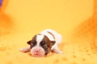 processed/2591c545-fb02-4cb5-b864-def449bf5d1b/listing/2f3c6a60-7a79-4c59-9435-a87c0c63679d/62bf807d-b45b-4bc9-8a9a-dbb1da5d07aa