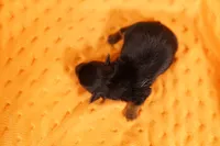 PEN, a male Yorkshire Terrier for sale in Lake Mills, IA – 2 of 2