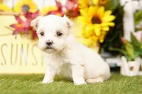 SNOW, a male Maltese for sale in Lake Mills, IA – 1 of 4