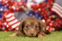 HOT, a female Chipoo for sale in Lake Mills, IA – 3 of 3
