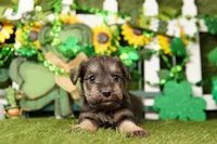 TYLER, a male Miniature Schnauzer for sale in Lake Mills, IA – Photo 5 of 5