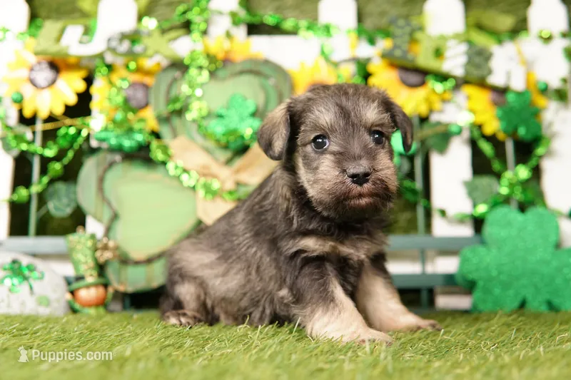TYLER – Miniature Schnauzer puppy for sale in Lake Mills, IA