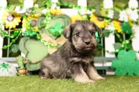 TYLER, a male Miniature Schnauzer for sale in Lake Mills, IA – Photo 1 of 5