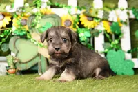 TYLER, a male Miniature Schnauzer for sale in Lake Mills, IA – Photo 4 of 5