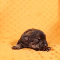 TYLER, a male Miniature Schnauzer for sale in Lake Mills, IA – Photo 2 of 5