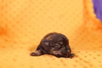 TYLER, a male Miniature Schnauzer for sale in Lake Mills, IA – Photo 1 of 2