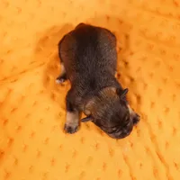 TYLER, a male Miniature Schnauzer for sale in Lake Mills, IA – Photo 3 of 5