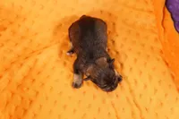 TYLER, a male Miniature Schnauzer for sale in Lake Mills, IA – Photo 2 of 2