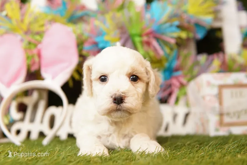 COLUMBIA – Bichpoo puppy for sale in Lake Mills, IA
