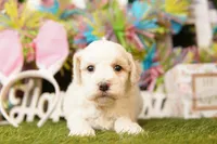 COLUMBIA, a male Bichpoo for sale in Lake Mills, IA – Photo 1 of 3