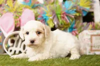 COLUMBIA, a male Bichpoo for sale in Lake Mills, IA – Photo 3 of 3